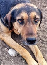 JO, Hund, Mischlingshund in Griechenland - Bild 42