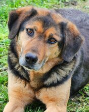 JO, Hund, Mischlingshund in Griechenland - Bild 48