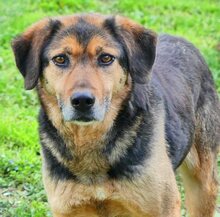 JO, Hund, Mischlingshund in Griechenland - Bild 49