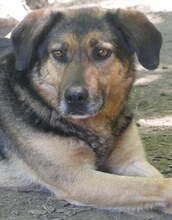 JO, Hund, Mischlingshund in Griechenland - Bild 5