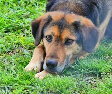 JO, Hund, Mischlingshund in Griechenland - Bild 50