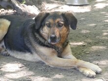 JO, Hund, Mischlingshund in Griechenland - Bild 6