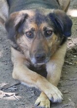 JO, Hund, Mischlingshund in Griechenland - Bild 7