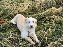 PINA, Hund, Mischlingshund in Delmenhorst - Bild 1