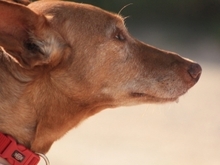MINERVA, Hund, Podenco in Spanien - Bild 6