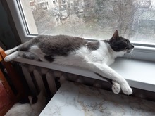 SIVKA, Katze, Europäisch Kurzhaar in Bulgarien - Bild 1