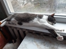 SIVKA, Katze, Europäisch Kurzhaar in Bulgarien - Bild 4