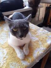 SIVKA, Katze, Europäisch Kurzhaar in Bulgarien - Bild 5