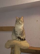 LILITH, Katze, Hauskatze in Bulgarien - Bild 5