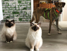 LANA, Hund, Mischlingshund in Radevormwald - Bild 12