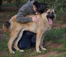 DYLAN, Hund, Herdenschutzhund-Mix in Spanien - Bild 6
