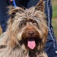 RUFO, Hund, Mischlingshund in Spanien - Bild 1