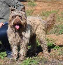 RUFO, Hund, Mischlingshund in Spanien - Bild 2