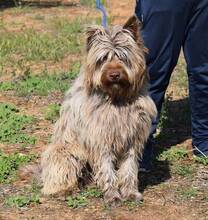RUFO, Hund, Mischlingshund in Spanien - Bild 3