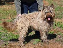 RUFO, Hund, Mischlingshund in Spanien - Bild 5