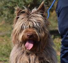RUFO, Hund, Mischlingshund in Spanien - Bild 6