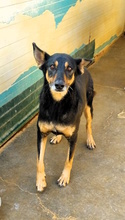ARISA, Hund, Mischlingshund in Italien - Bild 11
