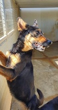 ARISA, Hund, Mischlingshund in Italien - Bild 16