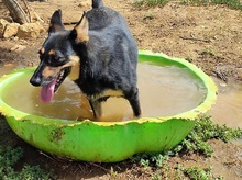 ARISA, Hund, Mischlingshund in Italien - Bild 3