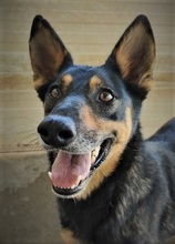 ARISA, Hund, Mischlingshund in Italien - Bild 4