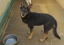 ARISA, Hund, Mischlingshund in Italien - Bild 7
