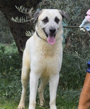 MOSTO, Hund, Herdenschutzhund-Mix in Spanien - Bild 3