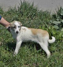 DORIAN, Hund, Mischlingshund in Bulgarien - Bild 1