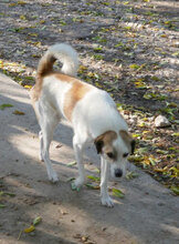 DORIAN, Hund, Mischlingshund in Bulgarien - Bild 11