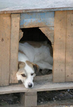 DORIAN, Hund, Mischlingshund in Bulgarien - Bild 12