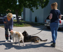 DORIAN, Hund, Mischlingshund in Bulgarien - Bild 14