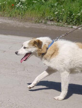 DORIAN, Hund, Mischlingshund in Bulgarien - Bild 15