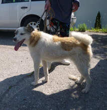 DORIAN, Hund, Mischlingshund in Bulgarien - Bild 16
