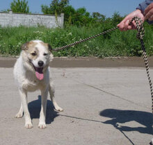 DORIAN, Hund, Mischlingshund in Bulgarien - Bild 17