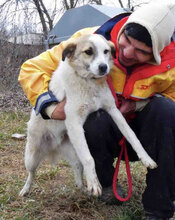 DORIAN, Hund, Mischlingshund in Bulgarien - Bild 18