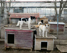 DORIAN, Hund, Mischlingshund in Bulgarien - Bild 19
