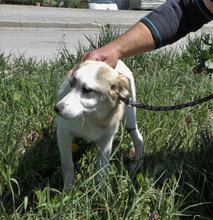 DORIAN, Hund, Mischlingshund in Bulgarien - Bild 2