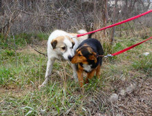 DORIAN, Hund, Mischlingshund in Bulgarien - Bild 20
