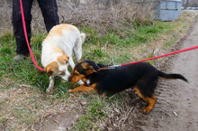 DORIAN, Hund, Mischlingshund in Bulgarien - Bild 22