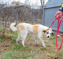DORIAN, Hund, Mischlingshund in Bulgarien - Bild 23