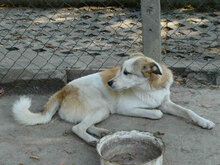 DORIAN, Hund, Mischlingshund in Bulgarien - Bild 25