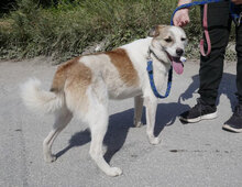 DORIAN, Hund, Mischlingshund in Bulgarien - Bild 26