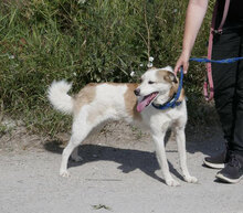 DORIAN, Hund, Mischlingshund in Bulgarien - Bild 27