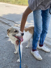 DORIAN, Hund, Mischlingshund in Bulgarien - Bild 28