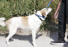 DORIAN, Hund, Mischlingshund in Bulgarien - Bild 29