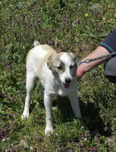 DORIAN, Hund, Mischlingshund in Bulgarien - Bild 3