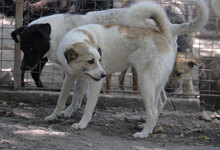 DORIAN, Hund, Mischlingshund in Bulgarien - Bild 30