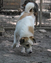 DORIAN, Hund, Mischlingshund in Bulgarien - Bild 31