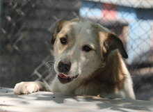 DORIAN, Hund, Mischlingshund in Bulgarien - Bild 32