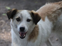 DORIAN, Hund, Mischlingshund in Bulgarien - Bild 33
