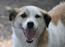 DORIAN, Hund, Mischlingshund in Bulgarien - Bild 34